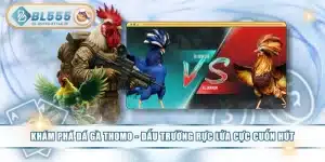 Khám Phá Đá Gà Thomo - Đấu Trường Rực Lửa Cực Cuốn Hút