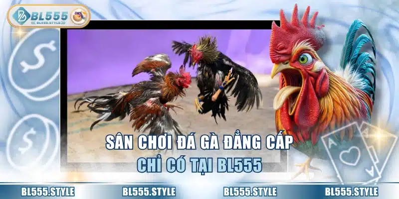 Sân chơi đá gà đẳng cấp chỉ có tại BL555